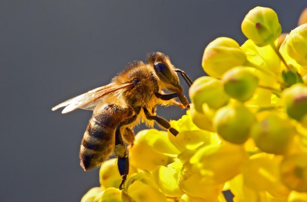 11 Great Ways to Treat Insect Bites and Stings Naturally